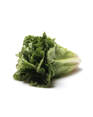 Romaine Lettuce Organic